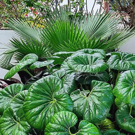 La Casona De מלון