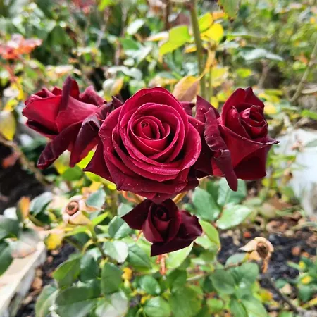 La Casona De فندق